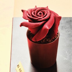Sant Jordi's Rose
